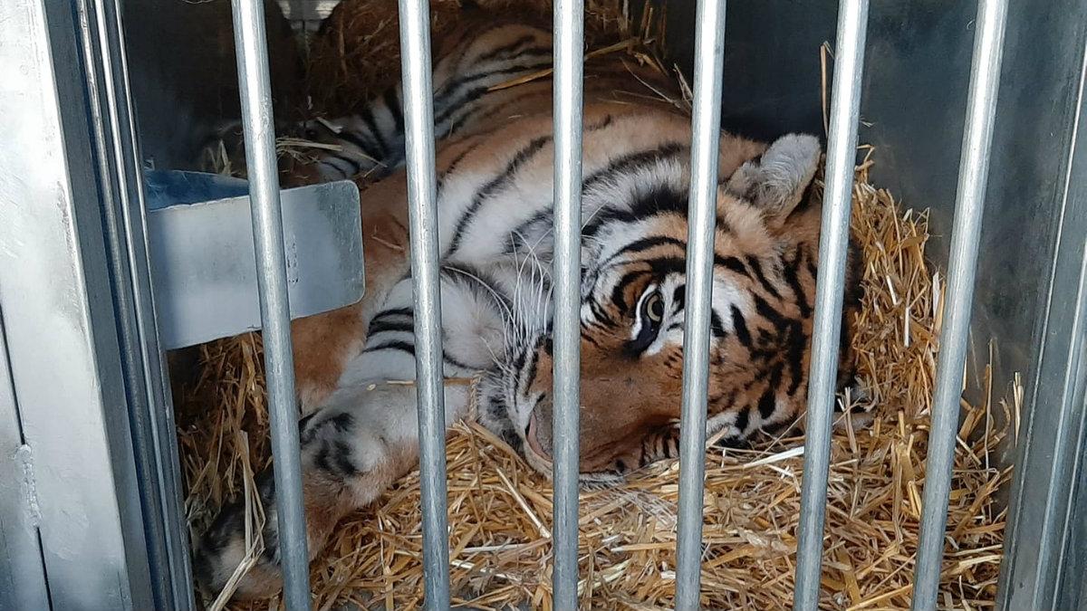 Pięć tygrysów uratowanych z transportu na granicy wyruszyło do azylu w Hiszpanii