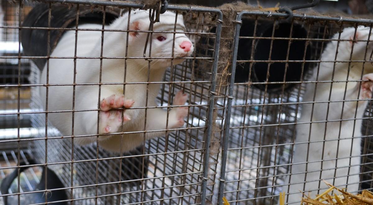 Zakaz hodowli zwierząt futerkowych w Polsce. Szef Respect for Animals: popiera go większość ludzi na świecie
