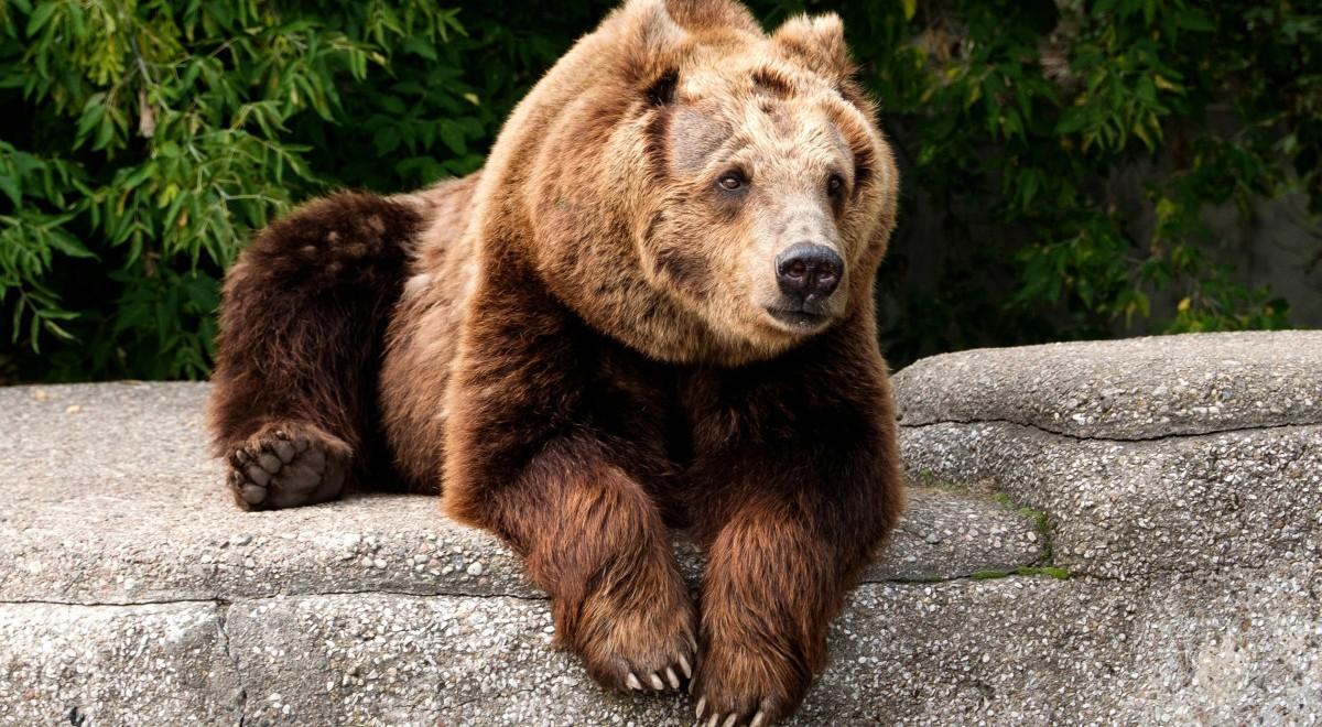 Pijany podtapiał niedźwiedzia w zoo. Prokuratura postawiła mu zarzuty