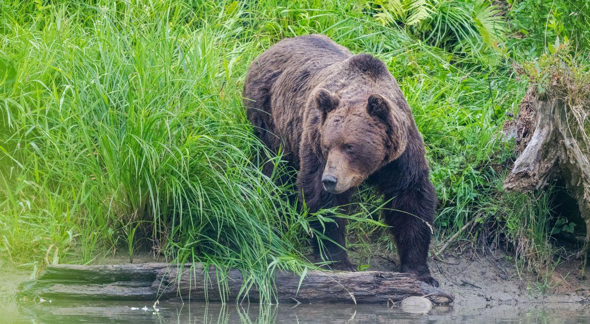Atak niedźwiedzia w Bieszczadach. Ekoaktywiści przyznali się do winy
