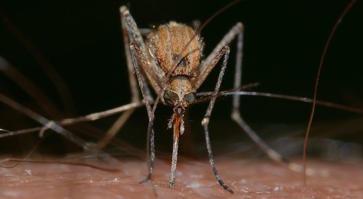 Groźne komary już w Europie. Hiszpański dziennik alarmuje