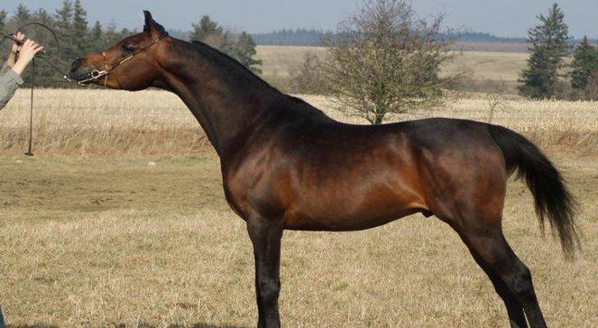 XLV Aukcja Pride of Poland w Janowie Podlaskim: 28 koni czystej krwi arabskiej czeka na nowych właścicieli