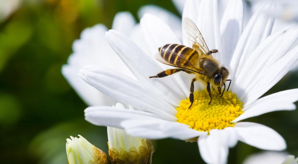 Połowa gatunków pszczół w Polsce jest zagrożona wyginięciem. Możemy im pomóc