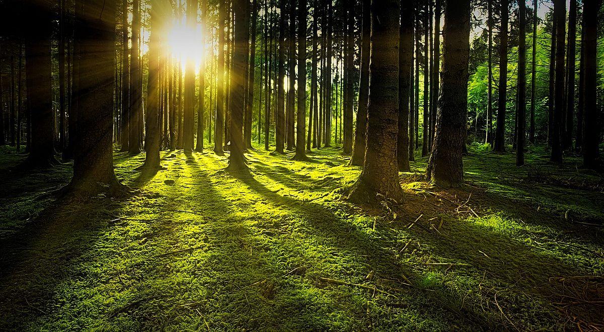 Wsparcie dla właścicieli prywatnych lasów. ARiMR przyjmuje jeszcze wnioski