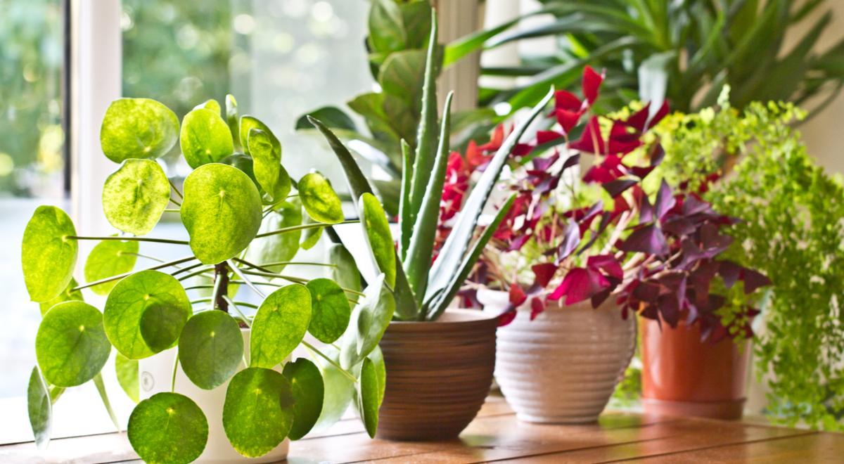 Rośliny, które najlepiej oczyszczają powietrze w domu