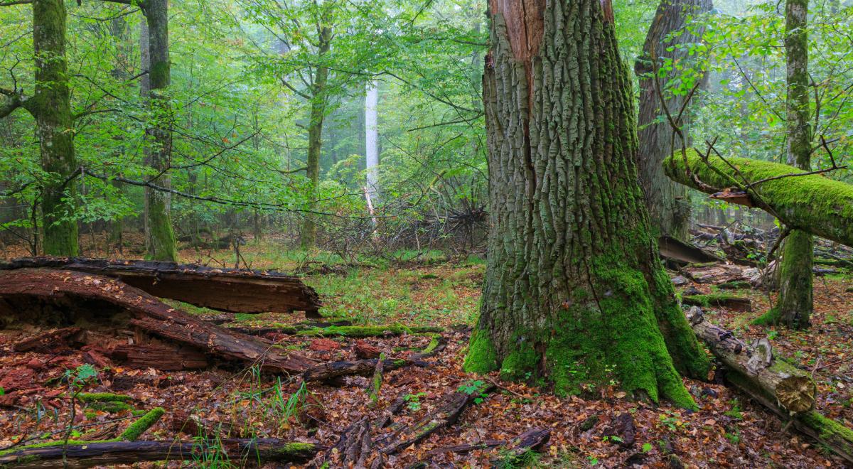 Kornik drukarz niszczy lasy na Podlasiu. "Pod siekierę muszą iść tysiące drzew"