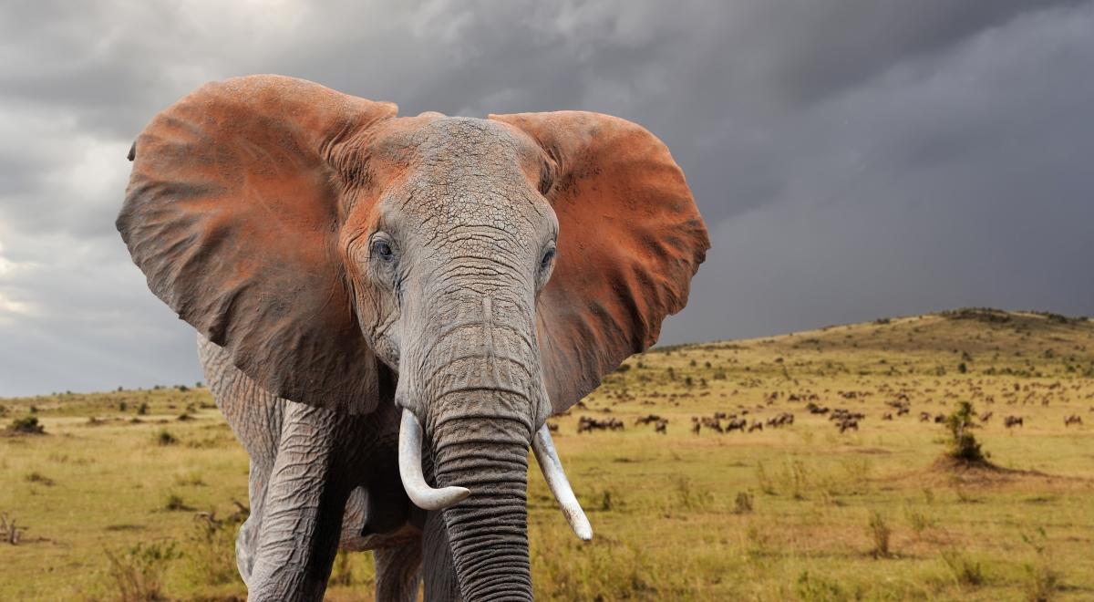 Czy słonie miewają katar?