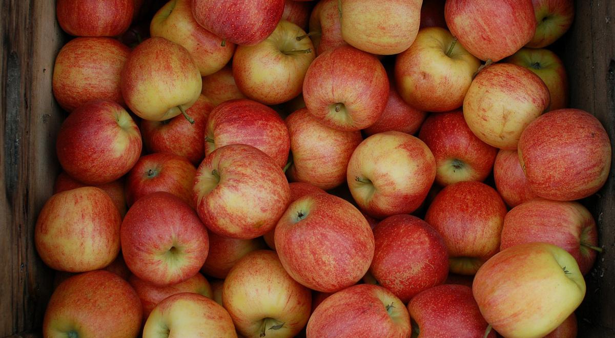 Wielu sadownikom grozi bankructwo? Przez rekordowe zbiory i niskie ceny jabłek