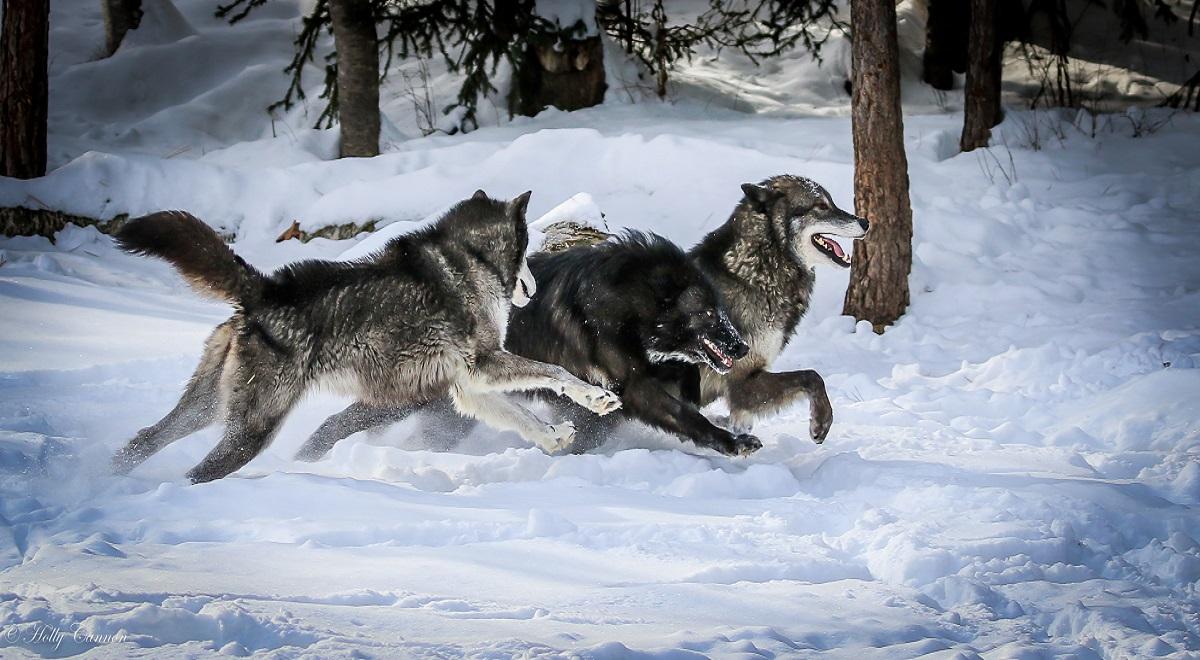 Plany UE wobec wilków. Zwierzęta stracą obecny poziom ochrony?