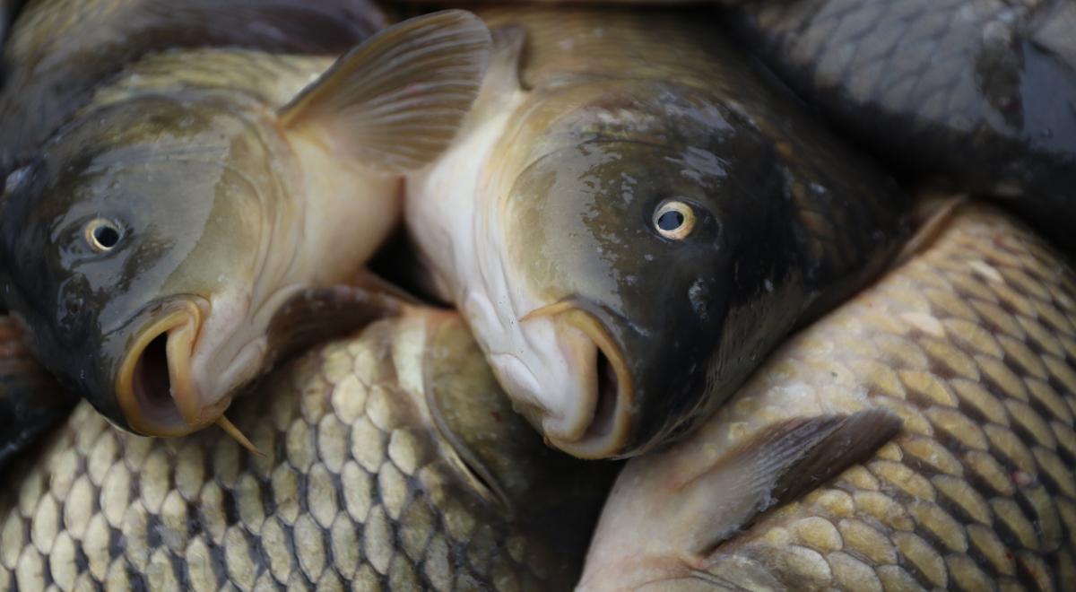 Wyrok za znęcanie się nad karpiami. Sąd w Białymstoku skazał sprzedawcę ryb