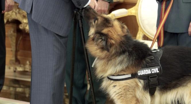 Król Juan Carlos przyjął na audiencji... psa