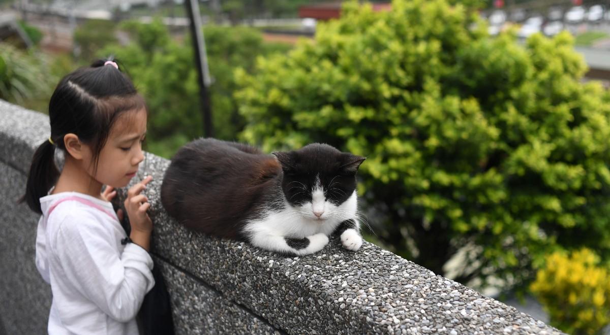 Tajwan: kontrowersje po decyzji o uśpieniu 154 kotów z przemytu