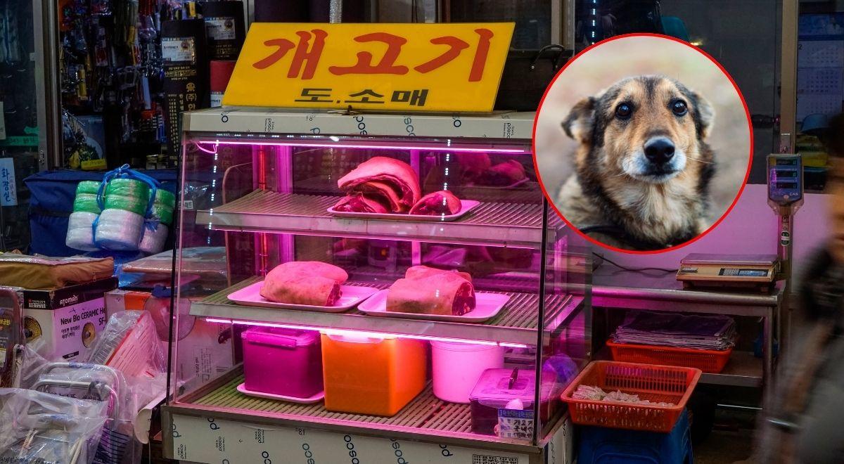 Korea Południowa: będzie zakaz produkcji i konsumpcji mięsa psów. Przyjęto specjalną ustawę