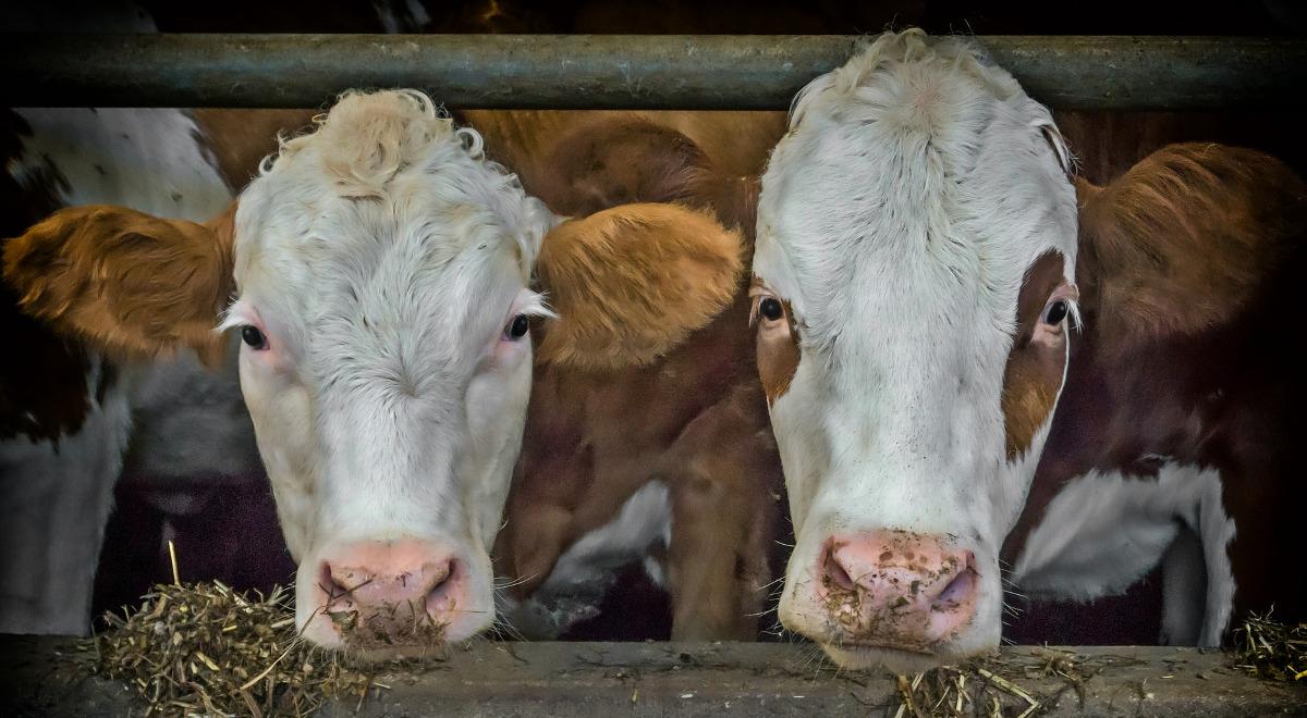 Afera nielegalnego uboju chorych krów: jest reakcja polskich służb weterynaryjnych i sanitarnych, są zarzuty 