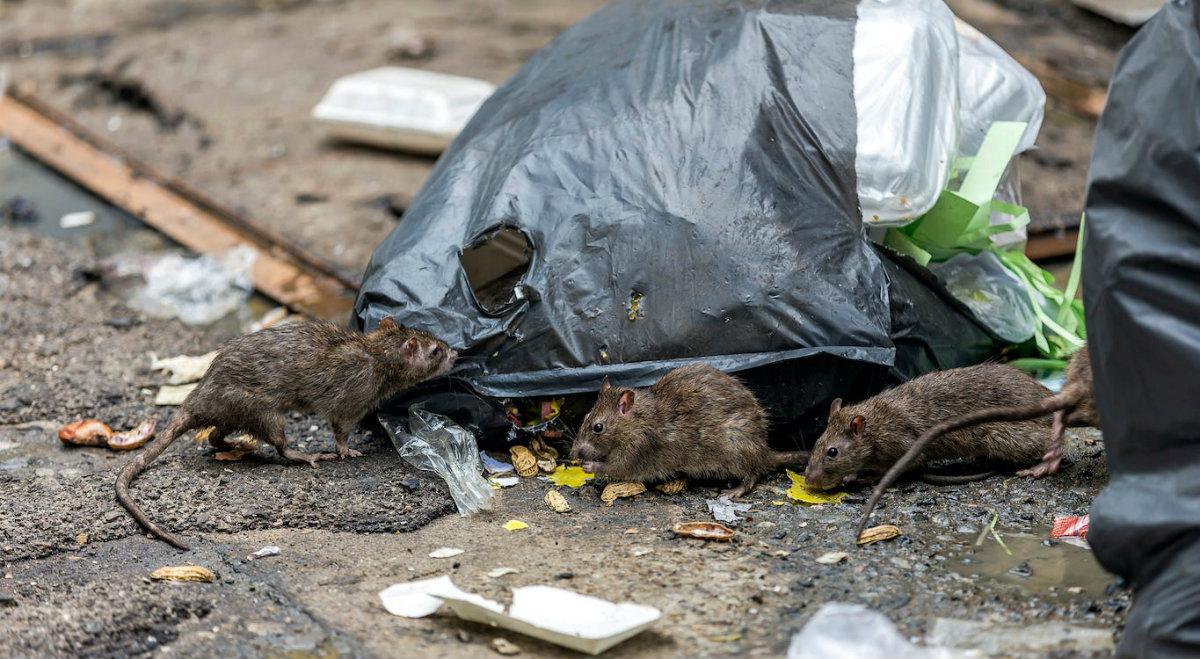 Niespokojnie w Nowym Jorku. Ponad 2 mln wygłodniałych szczurów grasuje na ulicach