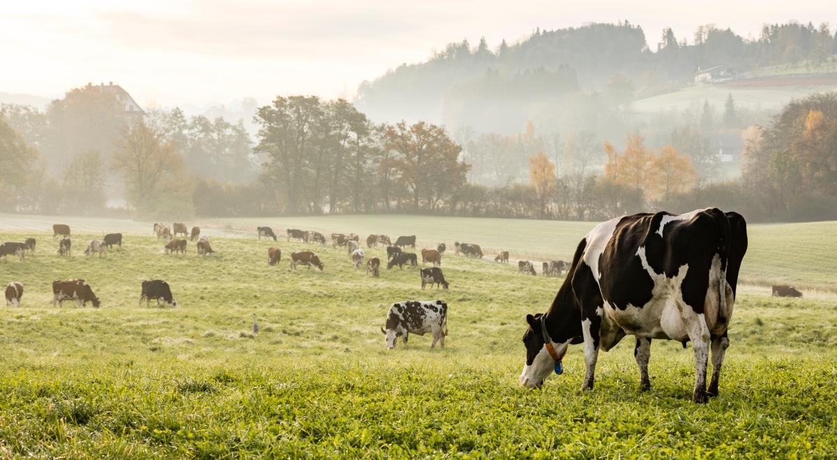 Poseł PiS: spodziewane są działania osłonowe dla hodowców bydła na ubój rytualny