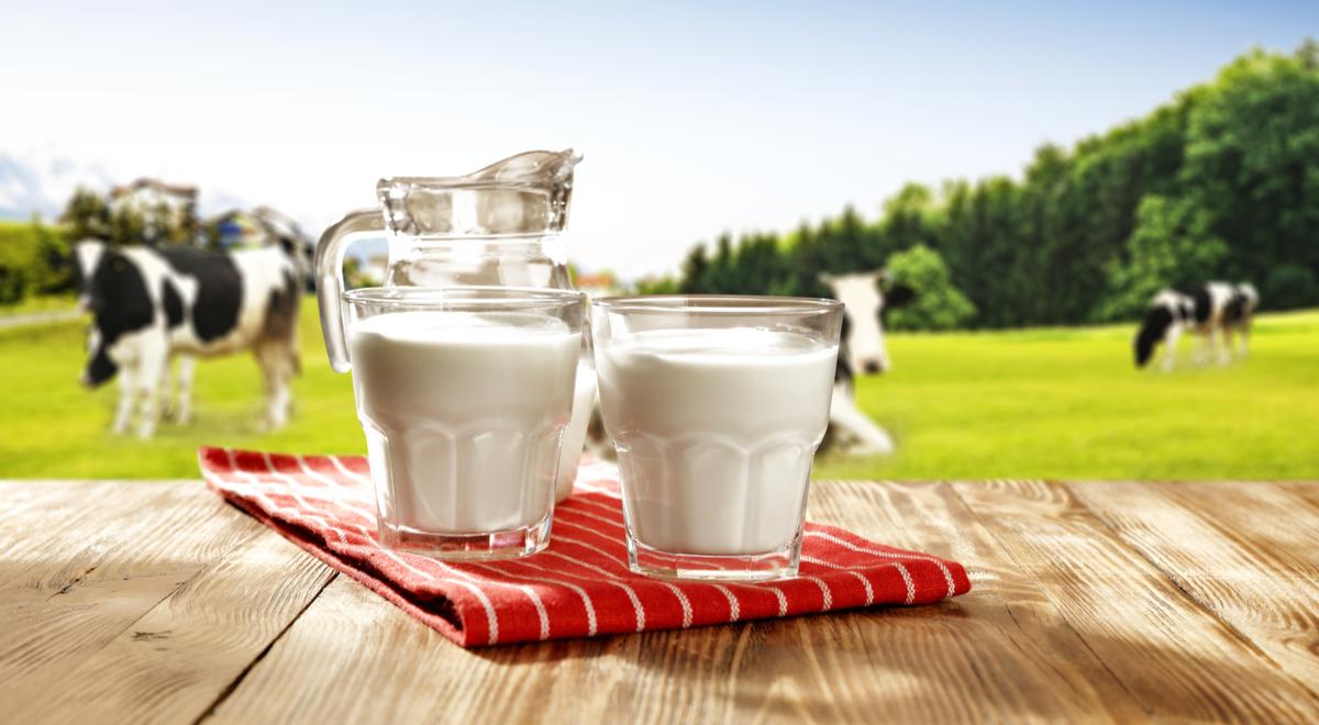 Wzrost światowego popytu na mleko i produkty mleczne. Ceny w skupie biją rekordy
