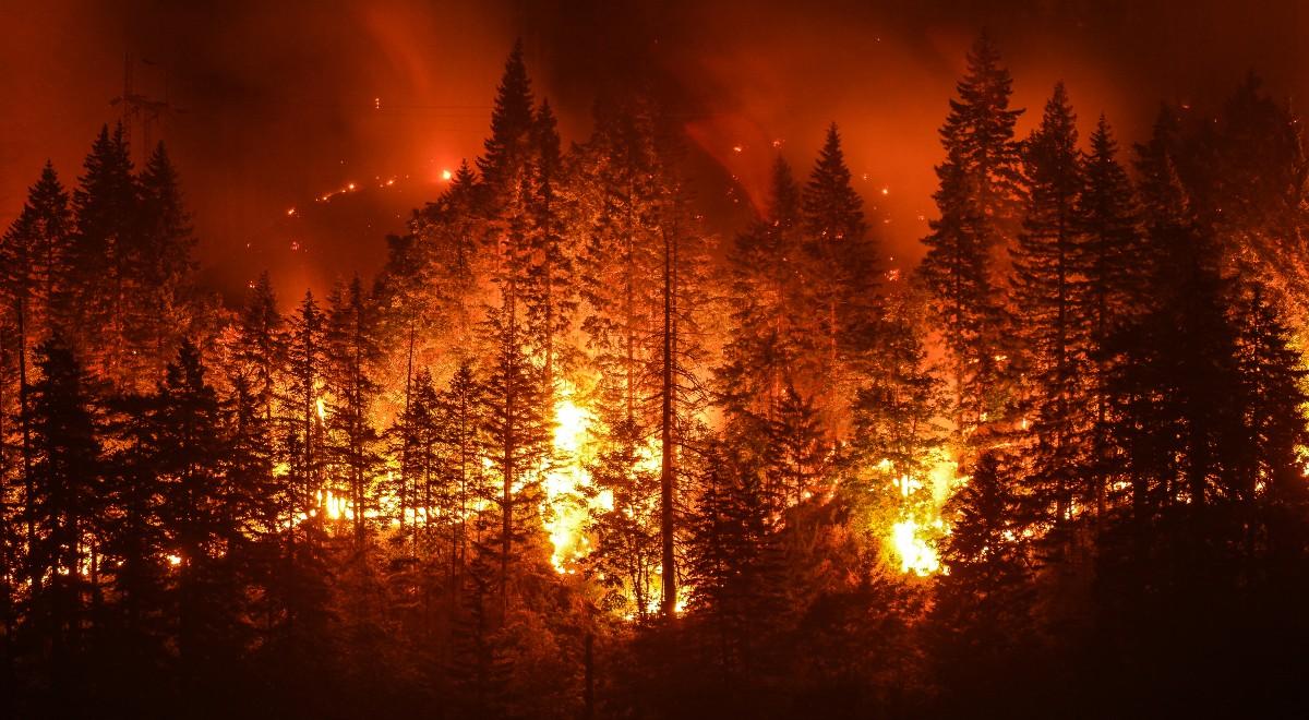 Pożary lasów pod kontrolą. Powstał wynalazek, który z wyprzedzeniem poinformuje o pojawieniu się ognia
