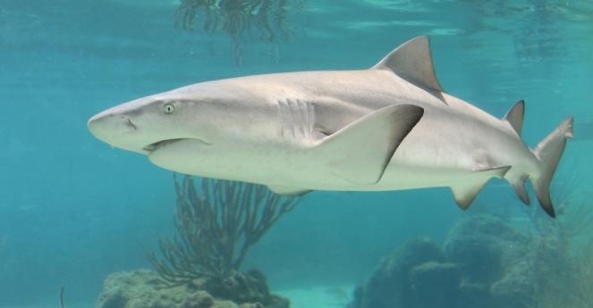 Rekin zaatakowal kąpiących: 25-latek nie żyje