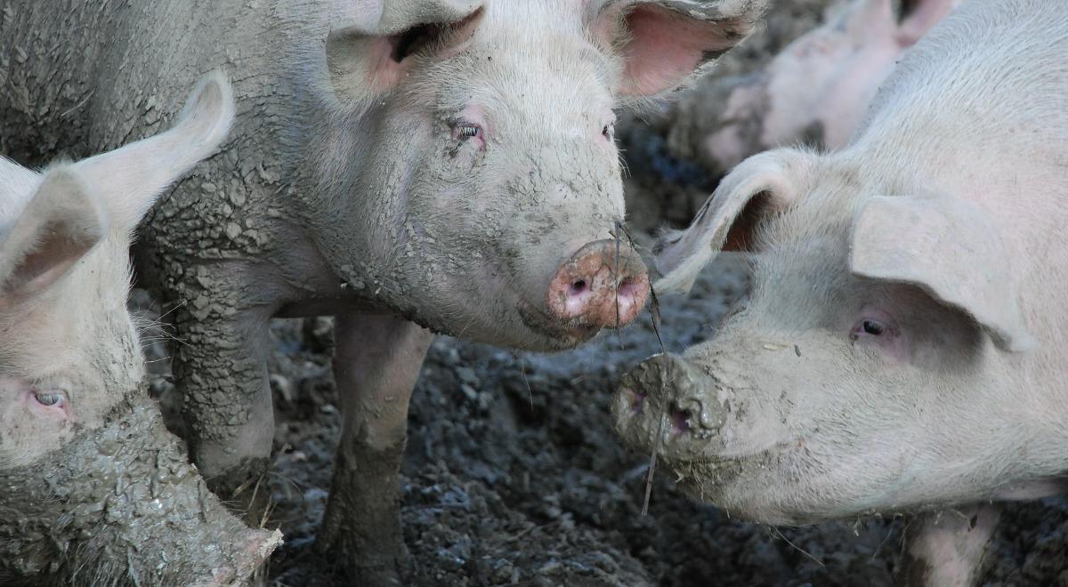 Pomoc dla producentów świń. ARiMR: to zupełnie nowy rodzaj wsparcia finansowego