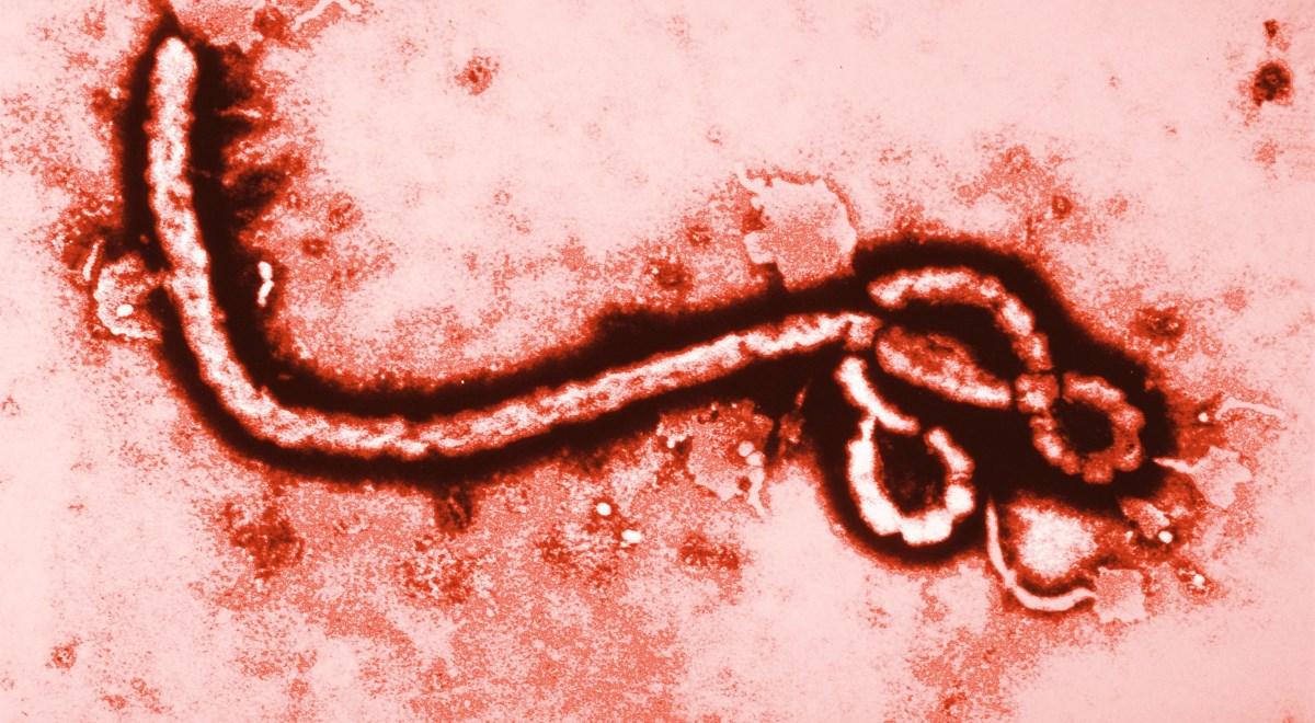Ebola uderza w Afrykę. Strach, przekleństwo i antidotum