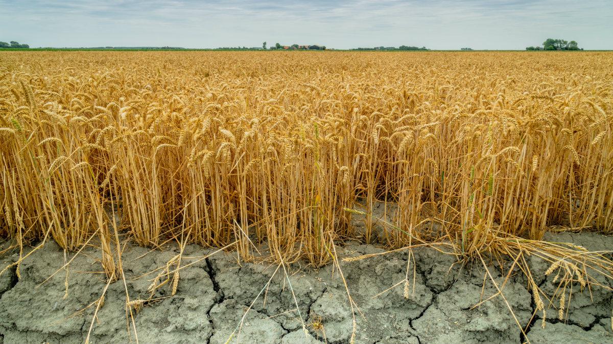 W Mołdawii najsilniejsza susza od ćwierć wieku. Uprawy zbóż zagrożone