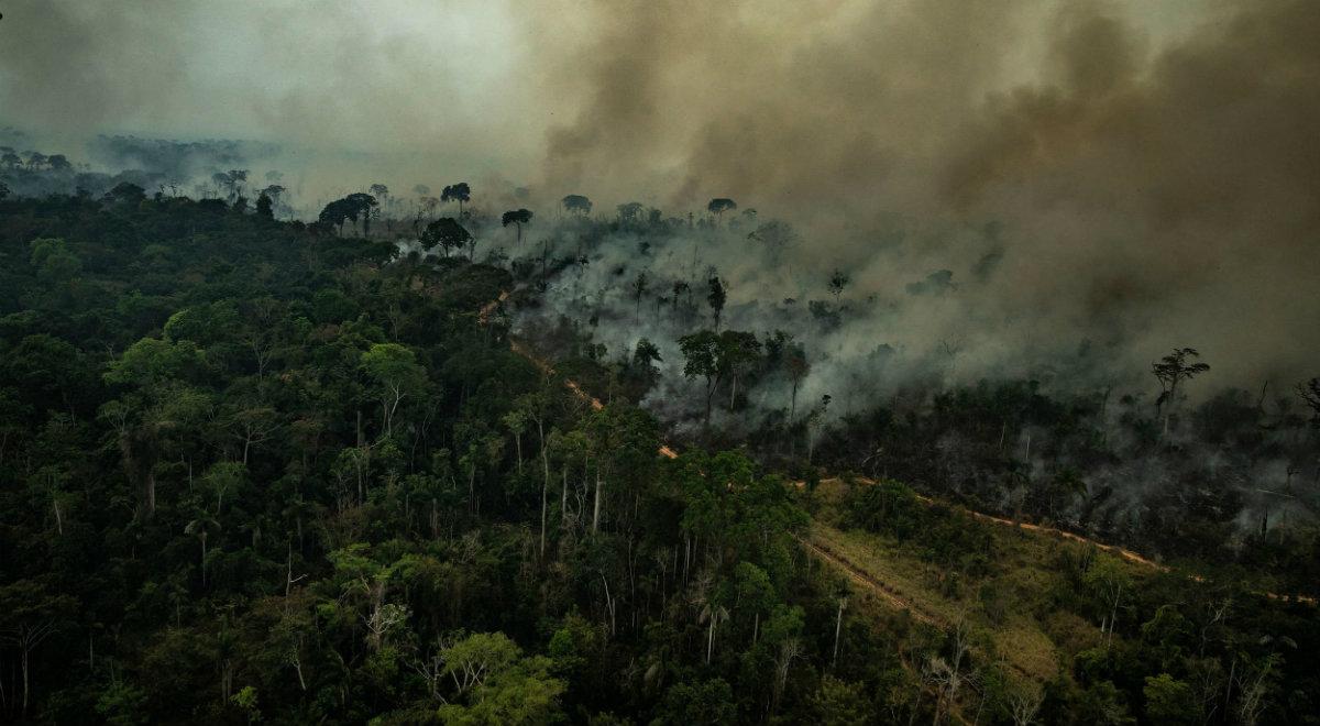 Płonące lasy Amazonii. Zobacz zdjęcia ukazujące skalę katastrofy 