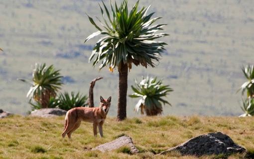 Etiopski wilk w górach Semien