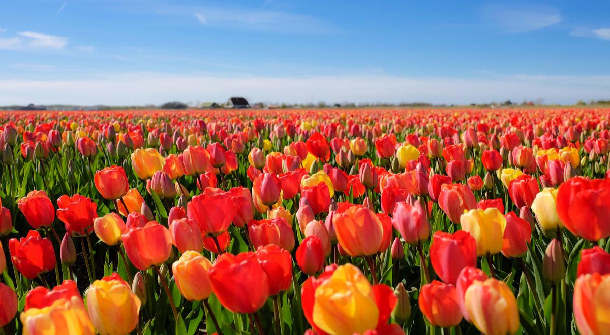 Nie tylko bańka tulipanowa. Historia największych gorączek spekulacyjnych