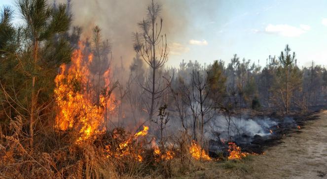 Plaga pożarów w polskich lasach. Jest dużo gorzej niż przed rokiem