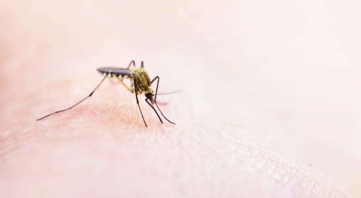 Czy witamina B we krwi odstraszy od nas komary?