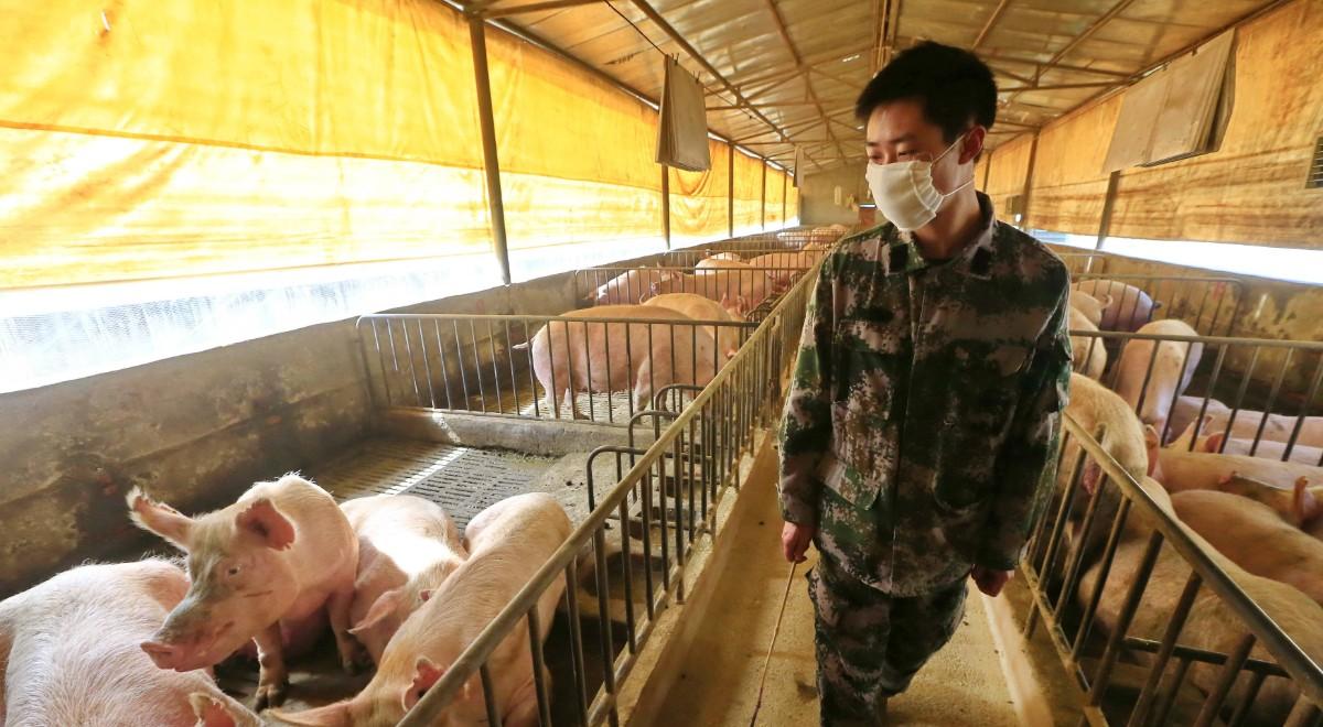 Niepokojące doniesienia z Chin. Nowy szczep grypy u świń zagraża ludziom