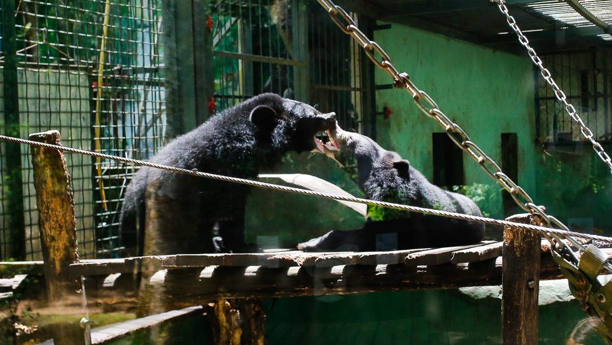 Pomoc niedźwiedziom w potrzebie, czyli Centrum Ratunkowe Niedźwiedzi w Laosie