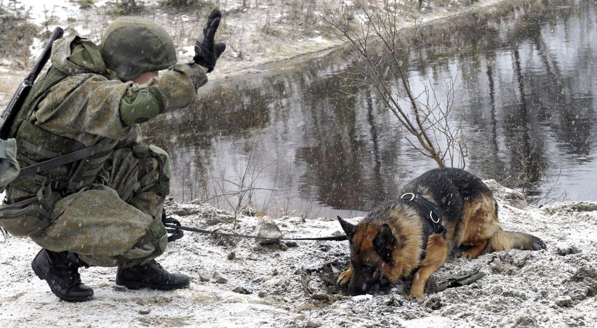 "Bezprecedensowy projekt". Czworonożni saperzy pomogą ukraińskiej armii w wykrywaniu min