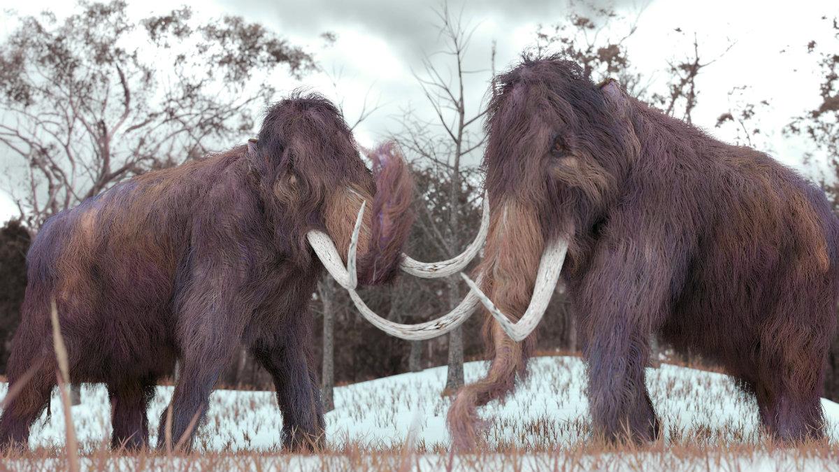 Unikatowe szczątki mamuta w Krakowie. Tak się tu polowało na te zwierzęta