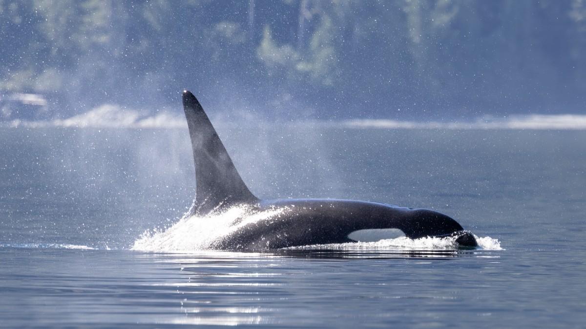 Orka uwięziona przy Vancouver. Akcja ratunkowa nie doszła do skutku