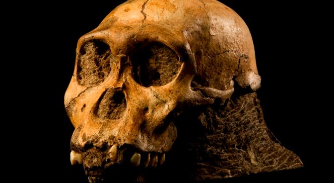Poznaliśmy najstarszego przodka człowieka?