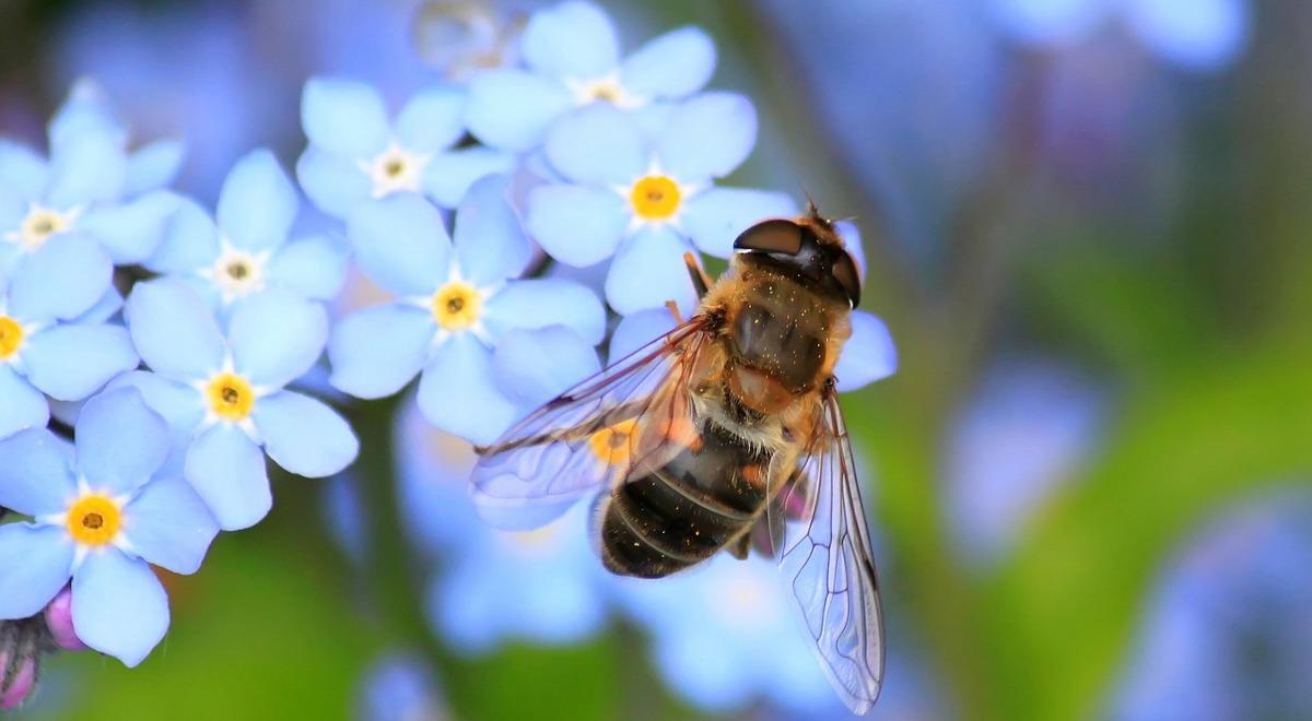 Oszacowano wartość pszczół dla polskiego ekosystemu. Kwota robi wrażenie