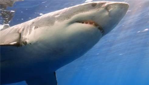 Egipt: szukają przyczyny ataków rekinów