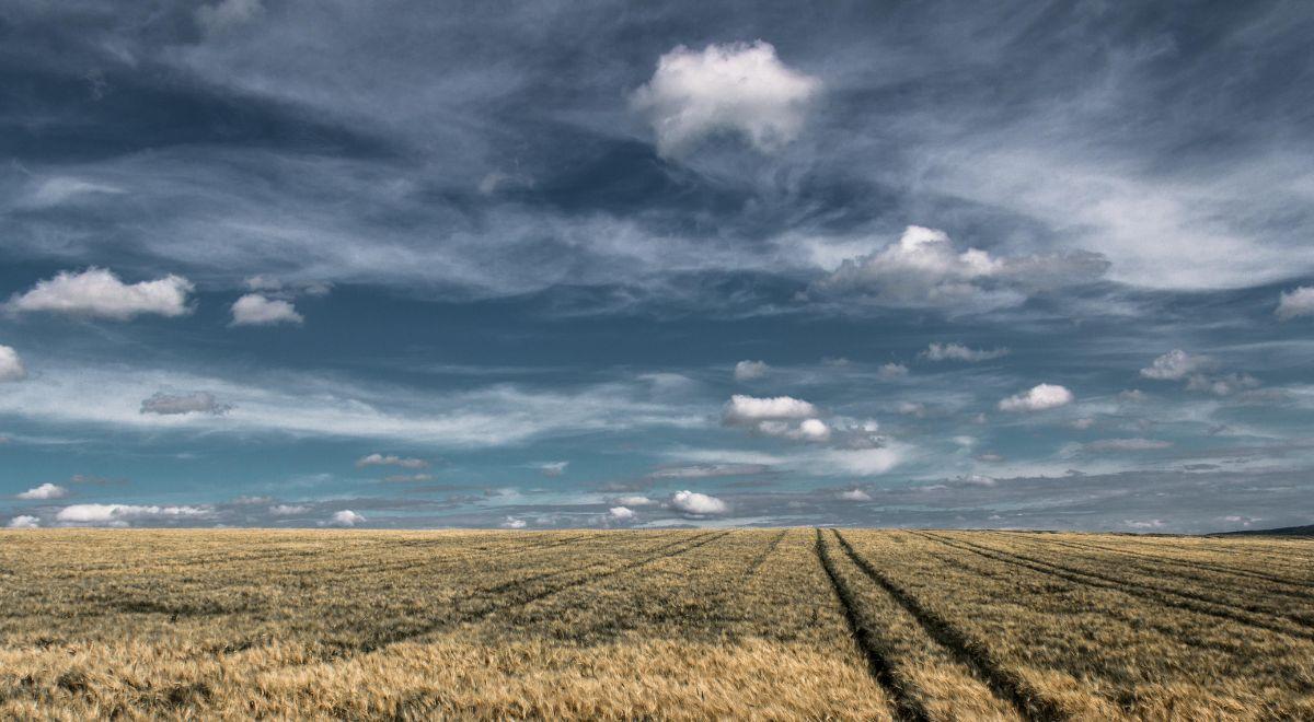 Fatalne prognozy na Ukrainie. Produkcja pszenicy i kukurydzy mocno spadnie