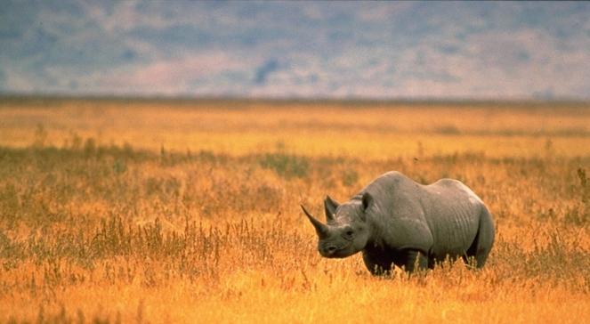 Zachodnia Afryka: wyginęły nosorożce czarne. To już pewne