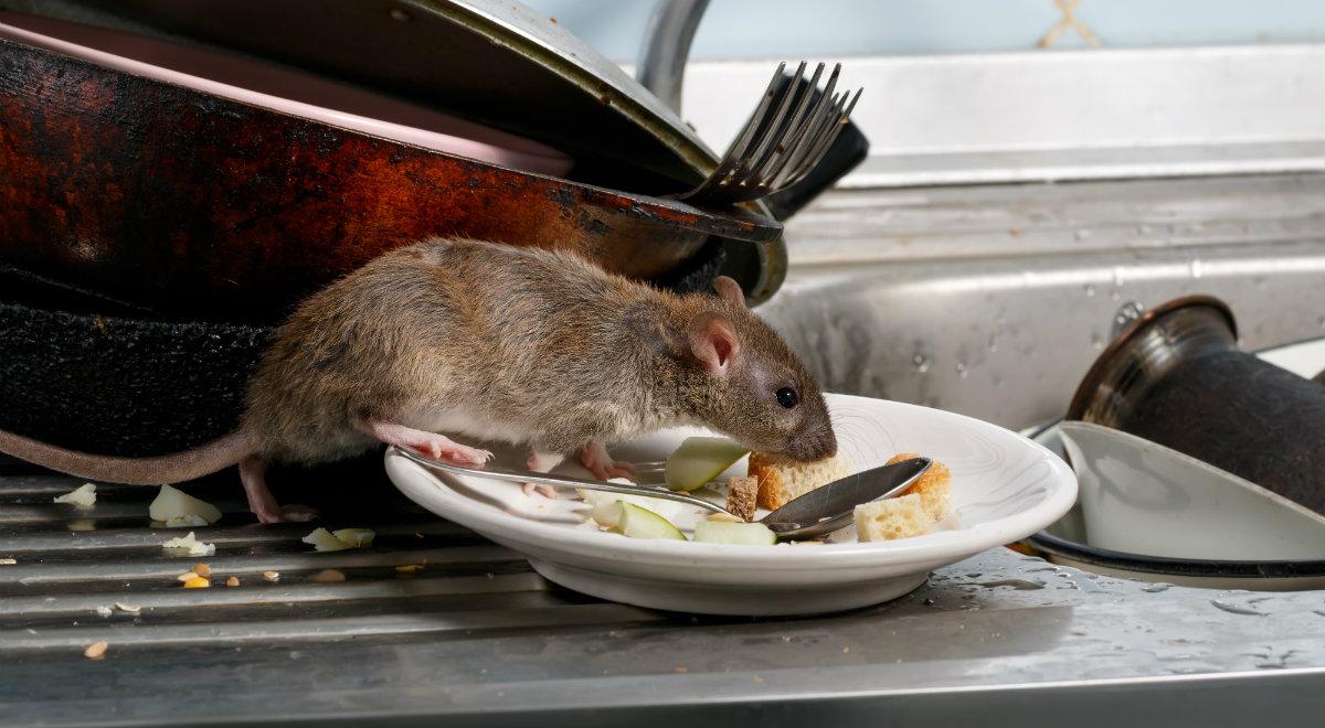 130 szczurów w mieszkaniu w bloku w Tarnowie. Rozmnożyły się w niekontrolowany sposób