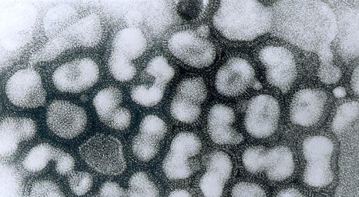 Pierwszy przypadek ptasiej grypy od 7 lat