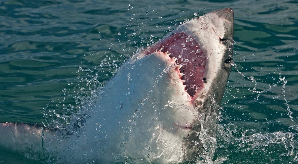 USA: zabójczy atak rekina w Massachusetts. Pierwszy taki przypadek od 82 lat