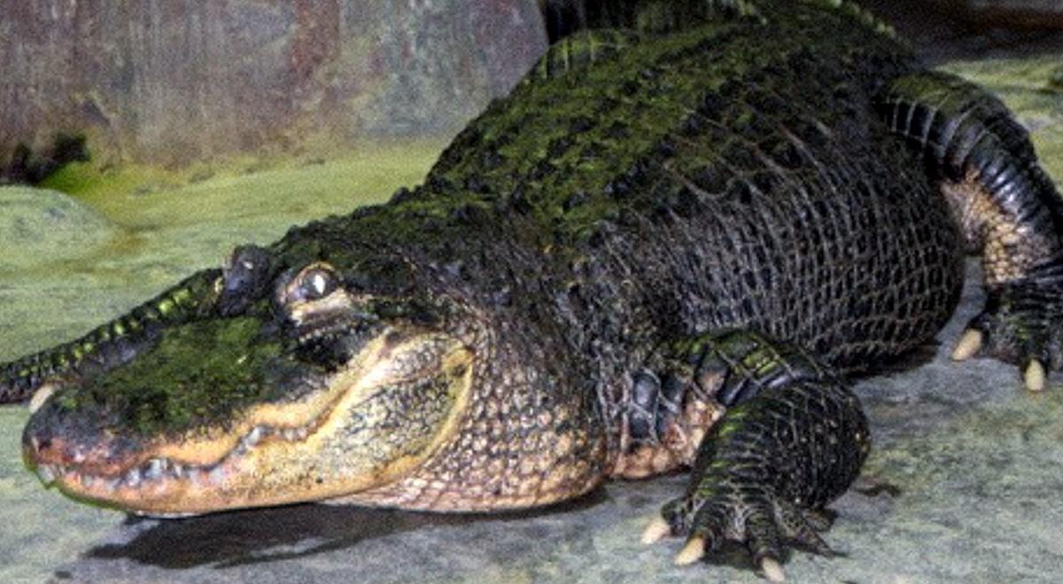 W zoo w Moskwie zakończył życie słynny "aligator Hitlera"