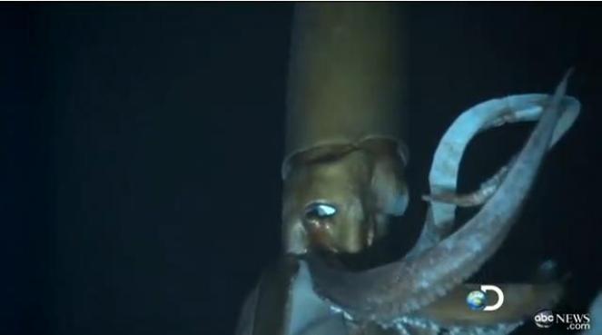 Mityczna kałamarnica sfilmowana w oceanie