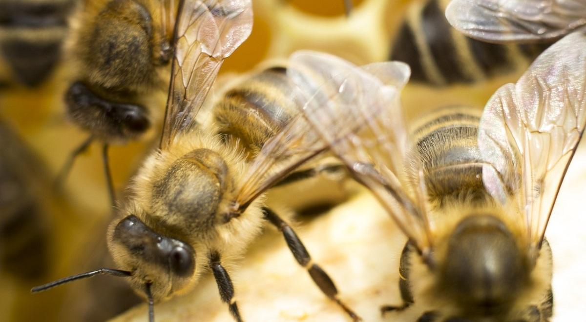 Pracowitość pszczół da się wycenić. Jak o nie zadbać?