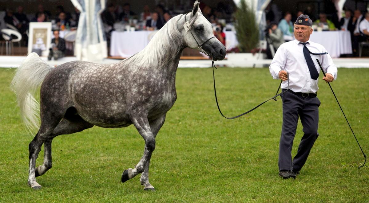 Pride of Poland: na aukcji w Janowie Podlaskim sprzedano konie za 410 tys. euro