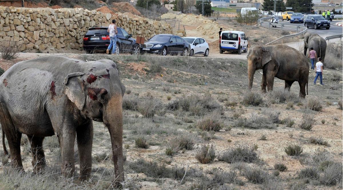 Ciężarówka przewożąca słonie przewróciła się na autostradzie. Jedno zwierzę zginęło