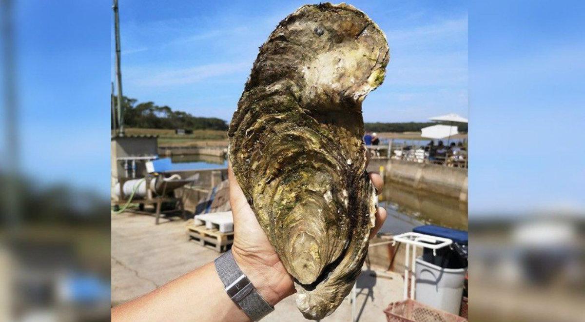 Olbrzymia ostryga wyłowiona z Atlantyku u wybrzeży Francji. Okaz waży 1,4 kilograma
